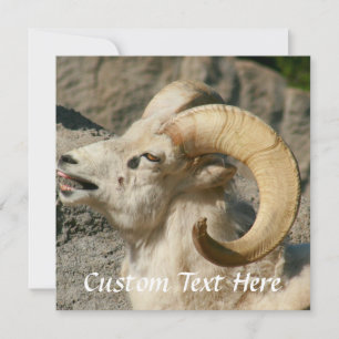 Ram or Bighorn Sheep Laughing