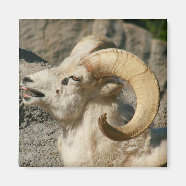 Ram or Bighorn Sheep Laughing Magnet (Front)