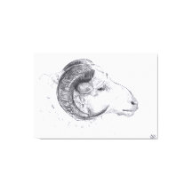 Ram - Original Drawing - Canvas Print