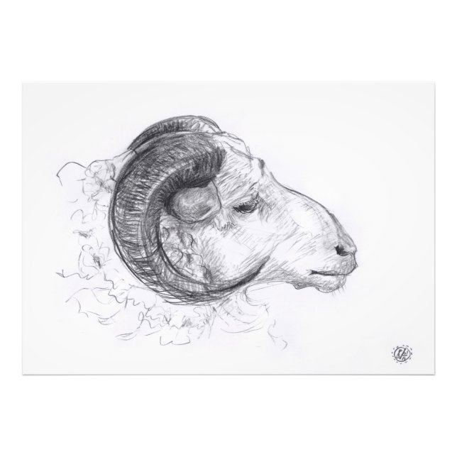 Ram - Original Drawing - Photo print (Front)