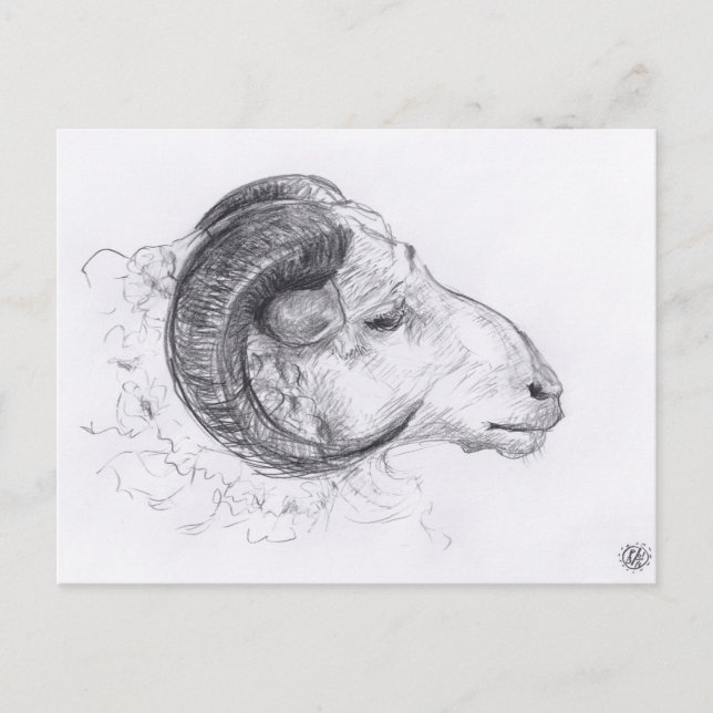 Ram Original Drawing Postcard (Front)
