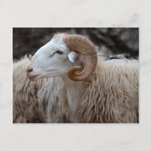 Ram Postcard