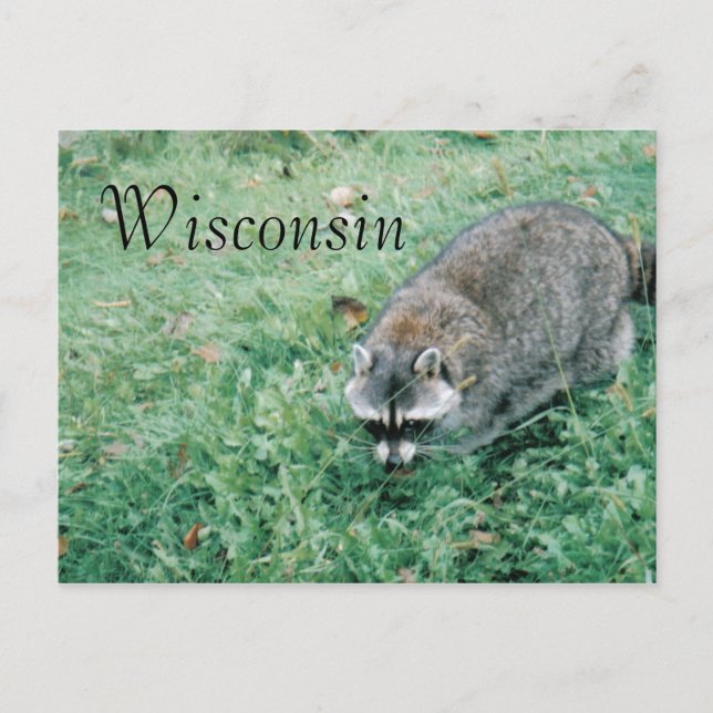 Ramblin' Racoon Postcard (Front)