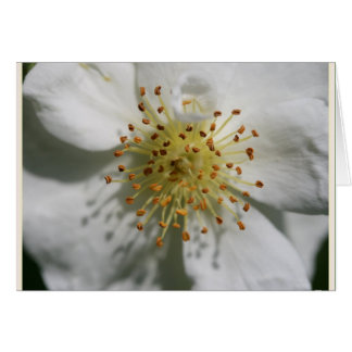 RAMBLING RECTOR OLD ROSE