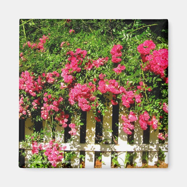 Rambling Rose Magnet (Front)
