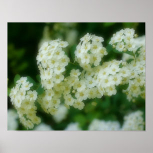 Rambling Wild White Roses Poster