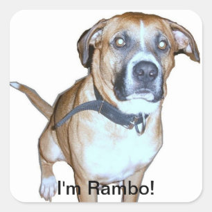 Rambo dog Sticker