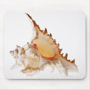 Ramose Murex (Chicoreus ramosus) shell against Mouse Pad