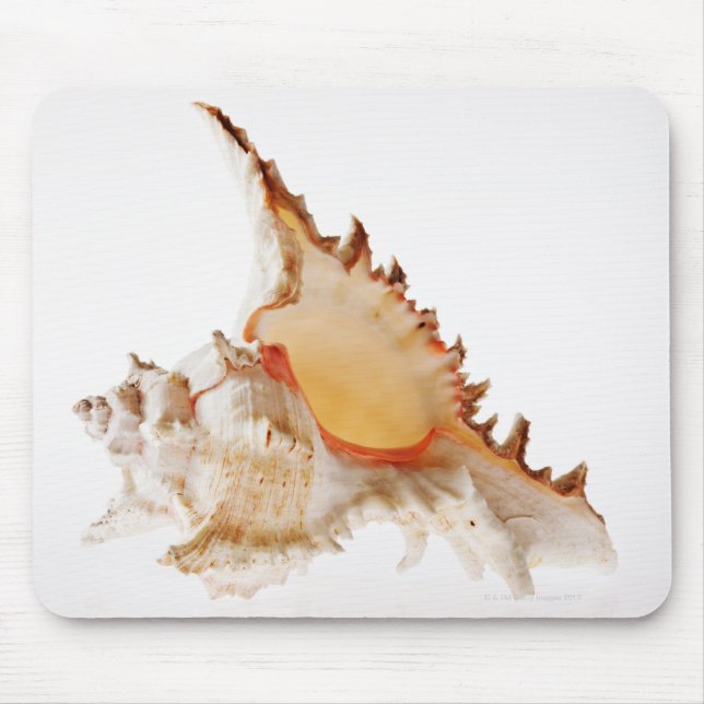 Ramose Murex (Chicoreus ramosus) shell against Mouse Pad (Front)
