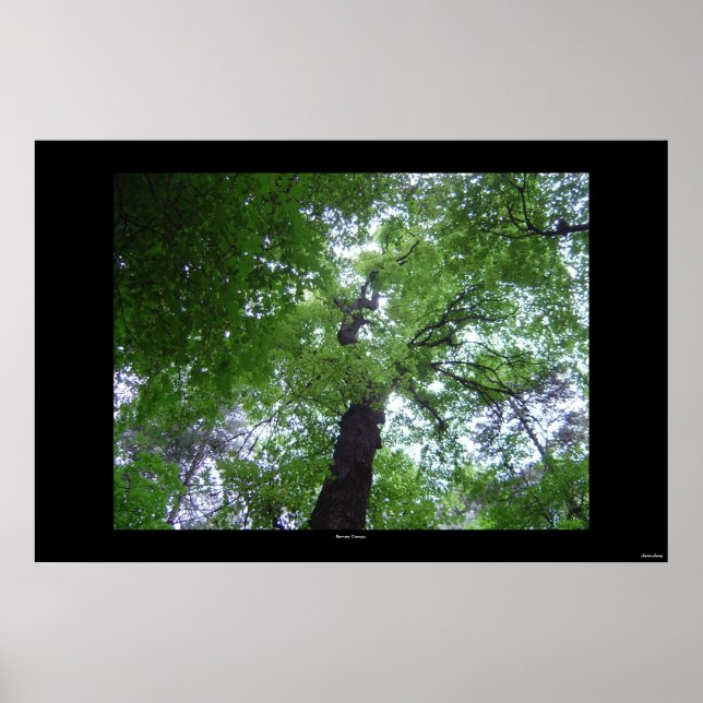 Ramsey Canopy Poster (Front)