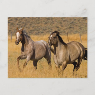 Ranch Living at The Ponderosa Ranch Postcard