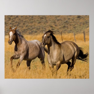 Ranch Living at The Ponderosa Ranch Poster