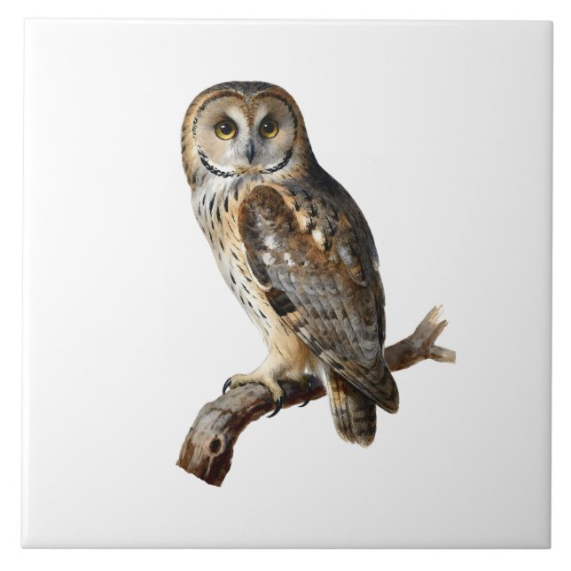 “Randolph” - A Watchful Silence, An Owl’s Portrait Ceramic Tile (Front)