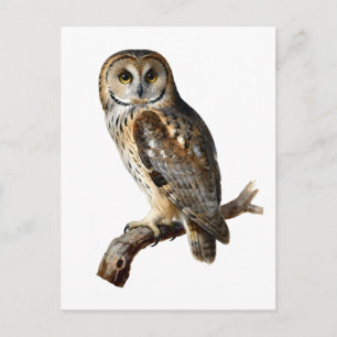 “Randolph” - A Watchful Silence, An Owl’s Portrait Postcard