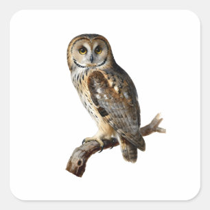 “Randolph” - A Watchful Silence, An Owl’s Portrait Square Sticker