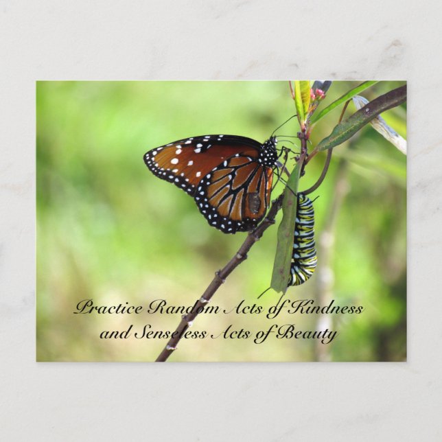 Random Act of Kindness Postcard - Queen Butterfly (Front)