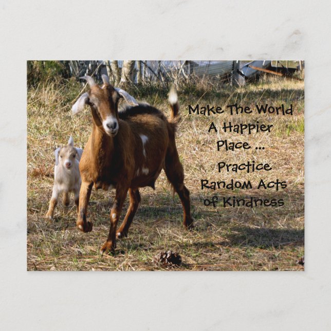 Random Acts of Kindness Postcard (Adorable Goats) (Front)