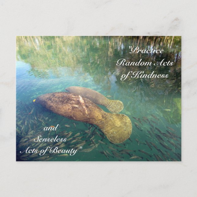Random Acts of Kindness Postcard- Manatee Postcard (Front)