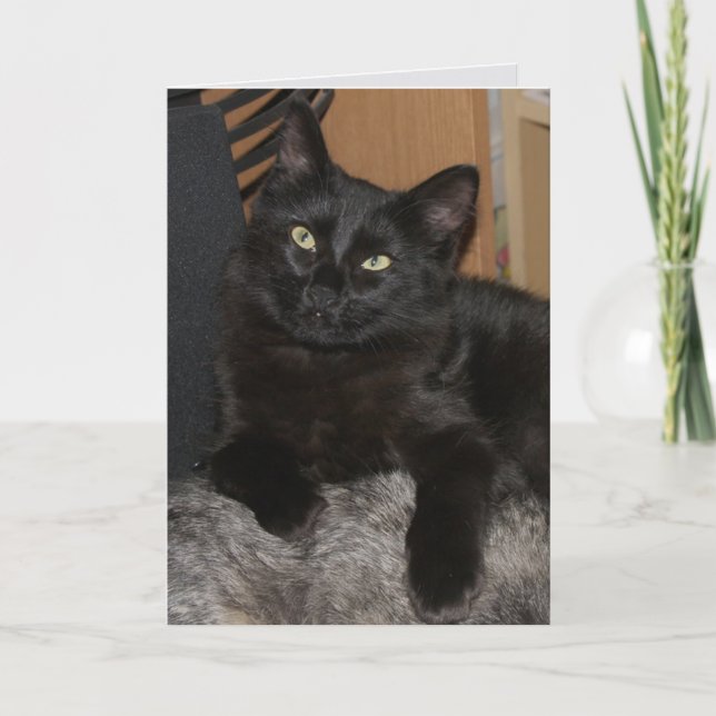 Ranger Cat Blank Greeting Card (Front)