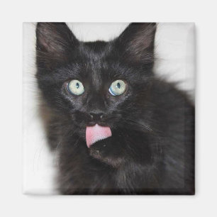 Ranger Kitten Cleaning Paw Magnet