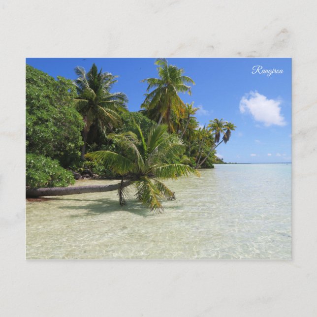 Rangiroa Palm Trees Postcard (Front)