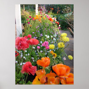 Rannunculus Flower Floral Spring Flowers Poster