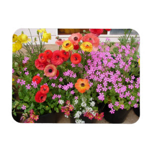 Rannunculus Spring Bulbs floral Flowers Flower Magnet