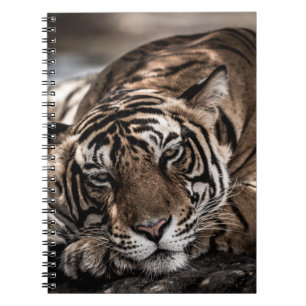 Ranthambore tiger: close-up fine art. notebook