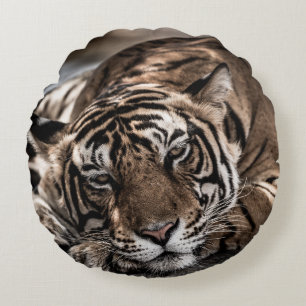 Ranthambore tiger: close-up fine art. round cushion