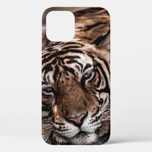 ranthambore wild male tiger Fine art image portrai iPhone 12 Case