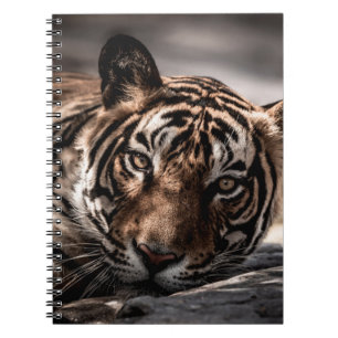 ranthambore wild male tiger Fine art image portrai Notebook