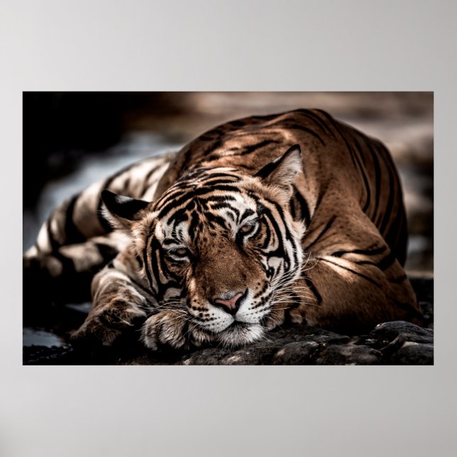 ranthambore wild male tiger Fine art image portrai Poster (Front)