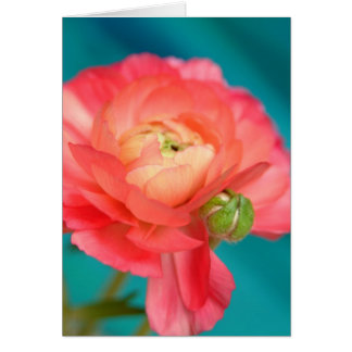 ranunculous with bud