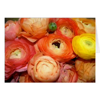 Ranunculus