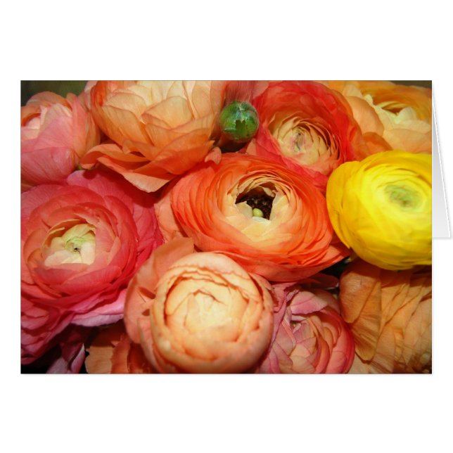 Ranunculus (Front Horizontal)