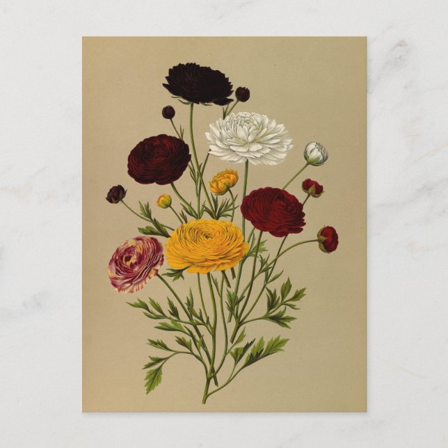 Ranunculus Asiaticus Doublé Persian Ranunculus  Postcard (Front)