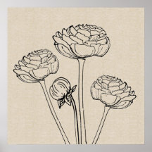 Ranunculus Drawing Canvas Flower Poster