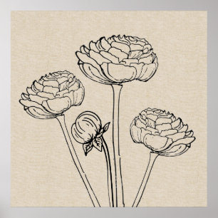 Ranunculus Drawing Canvas Flower Poster