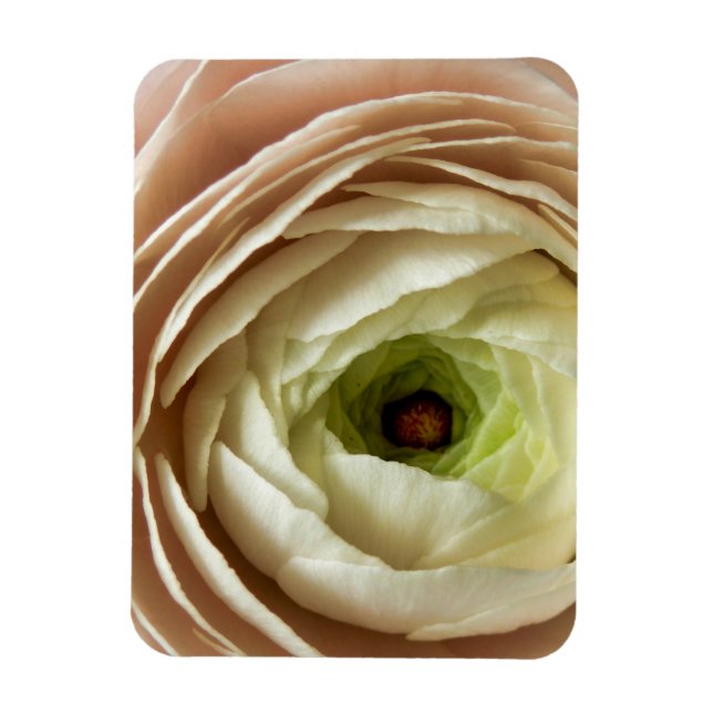Ranunculus Flower Magnet (Vertical)