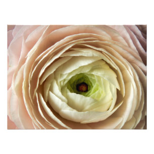 Ranunculus Flower Photo Print