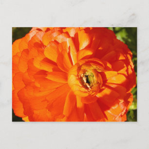 Ranunculus MS Awareness Postcard