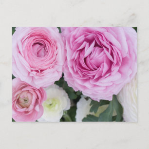 Ranunculus Postcard