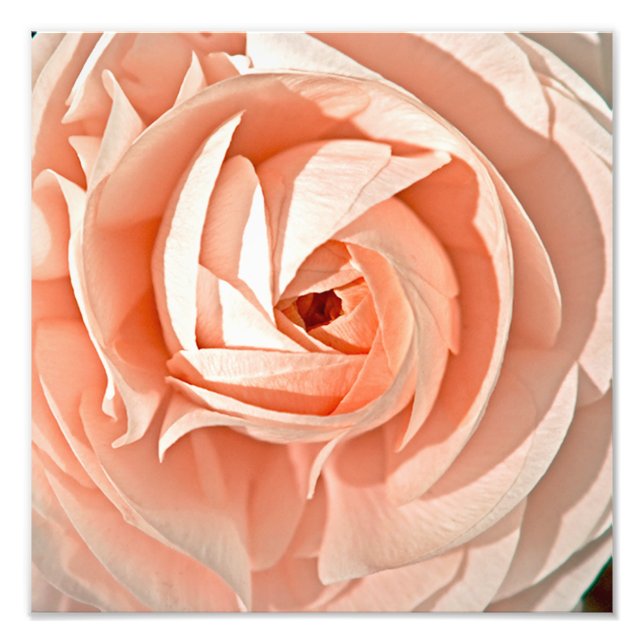 Ranunculus Swirl Photo Print (Front)