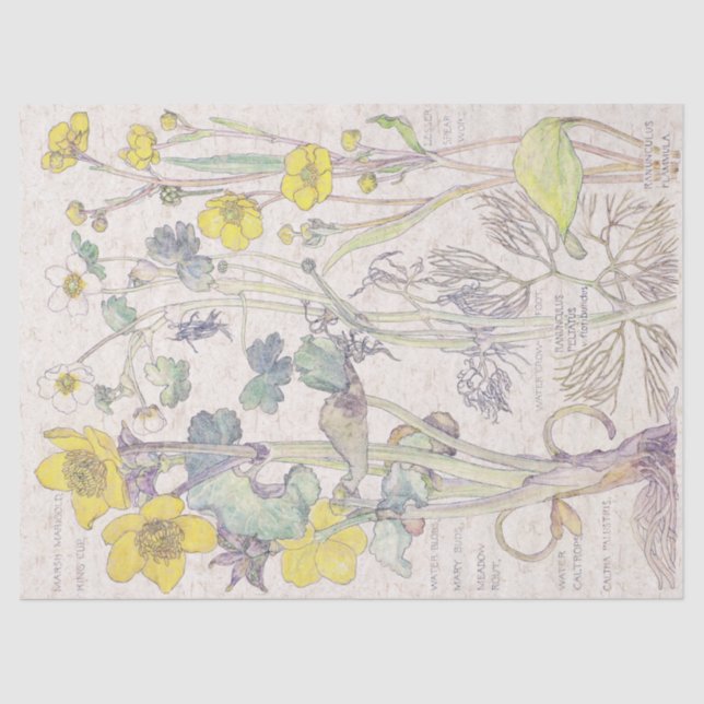 Ranunculus Wildflower Flowers Tissue Paper (Front)