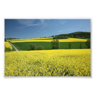 Rapeseed field near Bavenhausen, Germany Photo Print