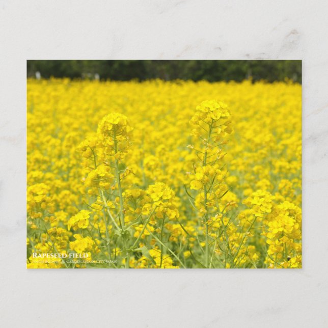 Rapeseed field：Postcard Postcard (Front)