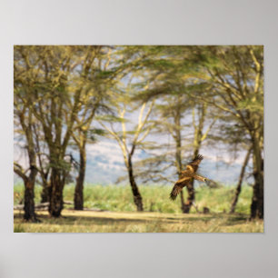 Raptor in Flight Over Acacia Trees Poster