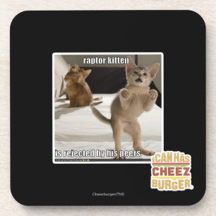 Raptor Kitten Coaster