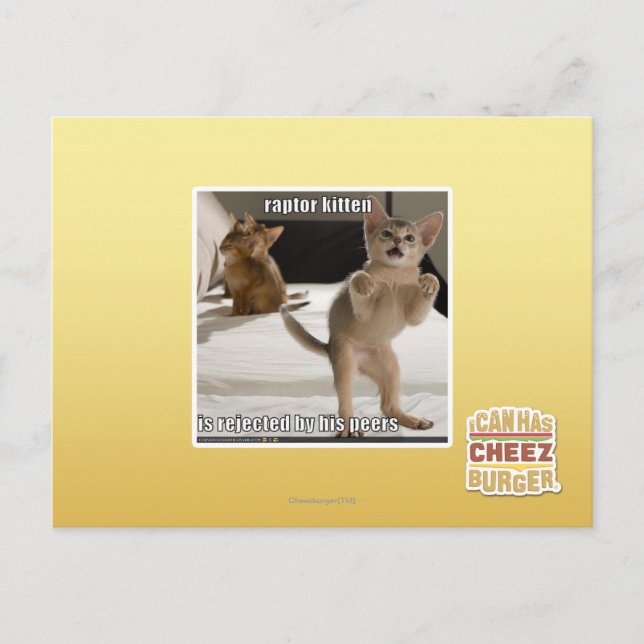 Raptor Kitten Postcard (Front)