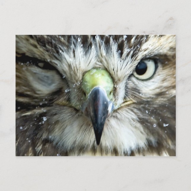 Raptor Postcard (Front)